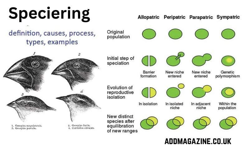 Speciering
