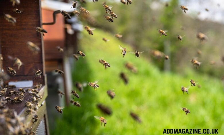 Beekeeping Supplies