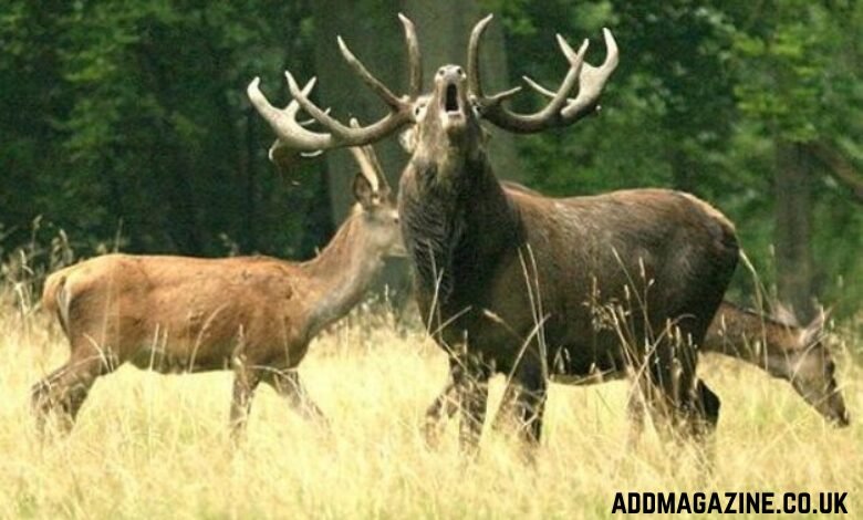 Viltnemnda: Leading Sustainable Wildlife Management and Conservation Efforts for Over a Century