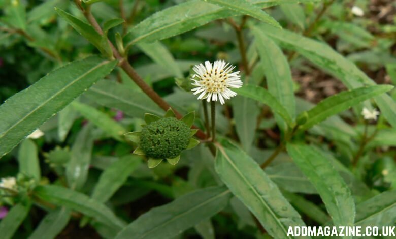 Everything You Should Understand About Bhringraj – The Herbal King