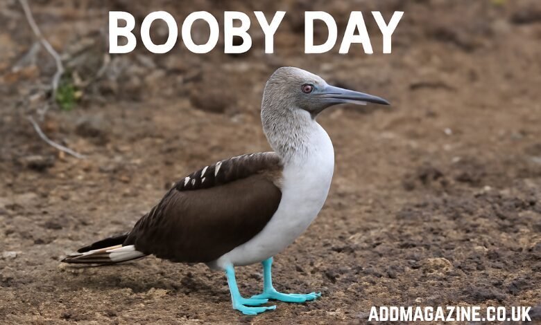 Booby Day