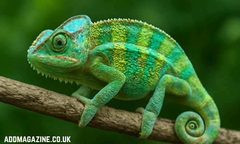 Chameleónovité
