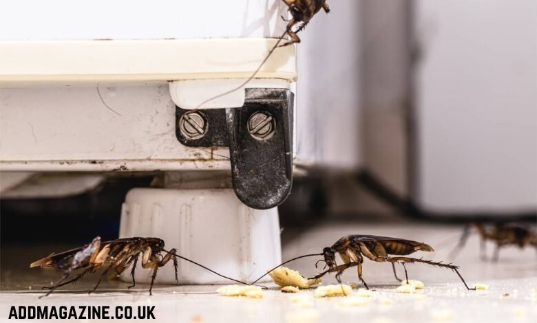 Why Cockroaches Love Hiding Behind Your Fridge?
