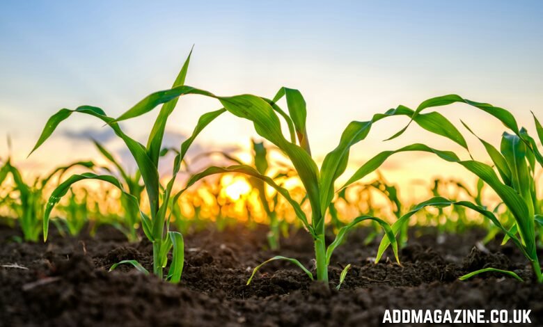 Understanding agricultural land grades