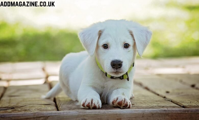 GPS Tracker Accuracy