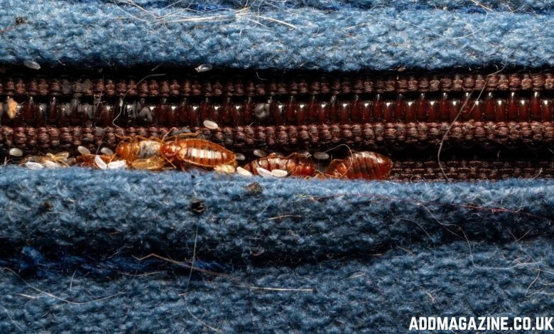 Do Bed Bug Repellents Actually Work on Human Skin?
