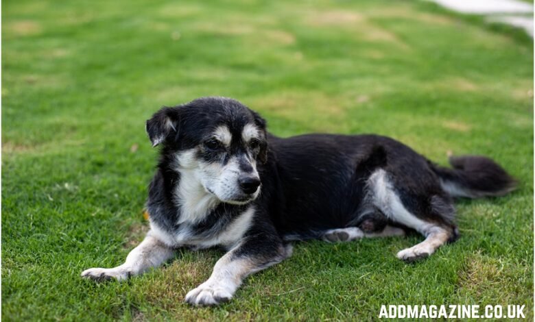 Dog’s flea & tick preventives