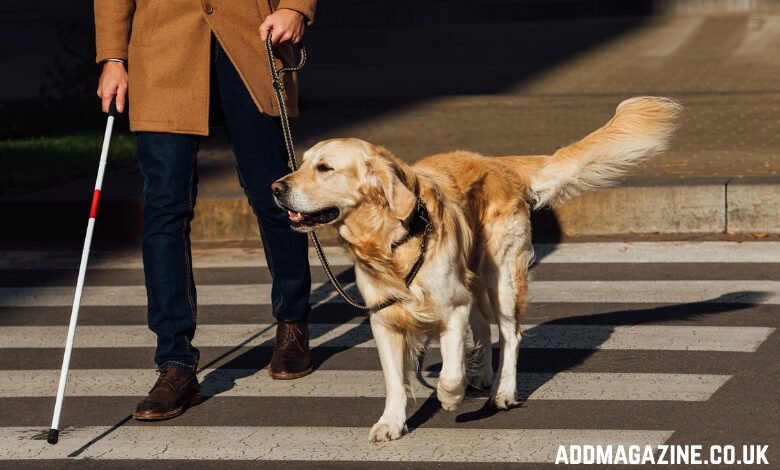 How Much Does Service Dog Training Cost?