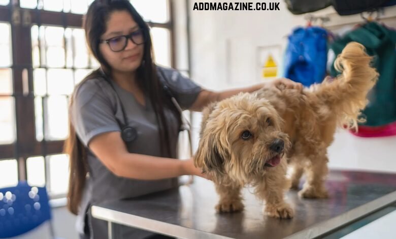 Animal Clinic in High River, AB