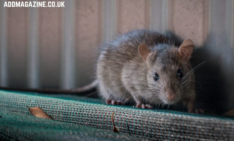 mice control services in London
