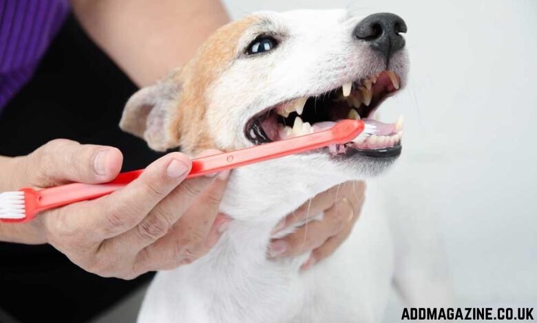 Animal Clinic in Clifton, VA