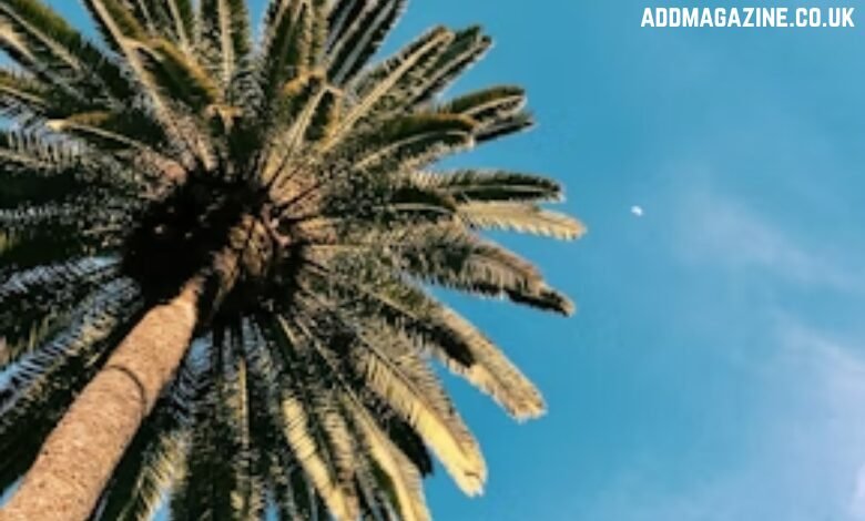 palm trimming in Florida Panhandle