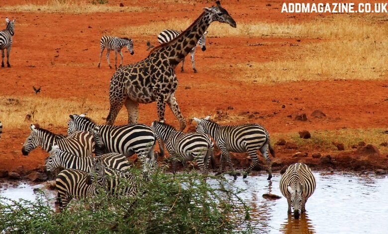 African safari tours