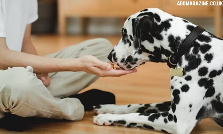 plant-powered dog food