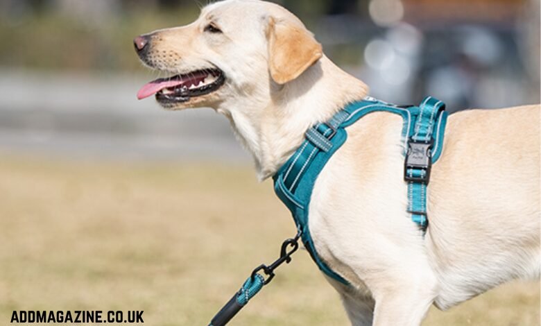dog harness