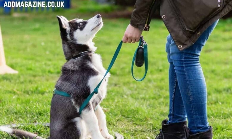 Puppy training in Toronto