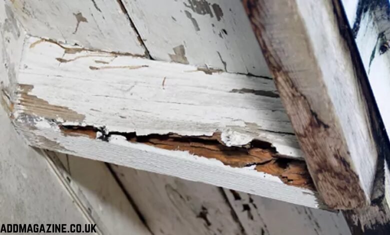 wood rot repair near me