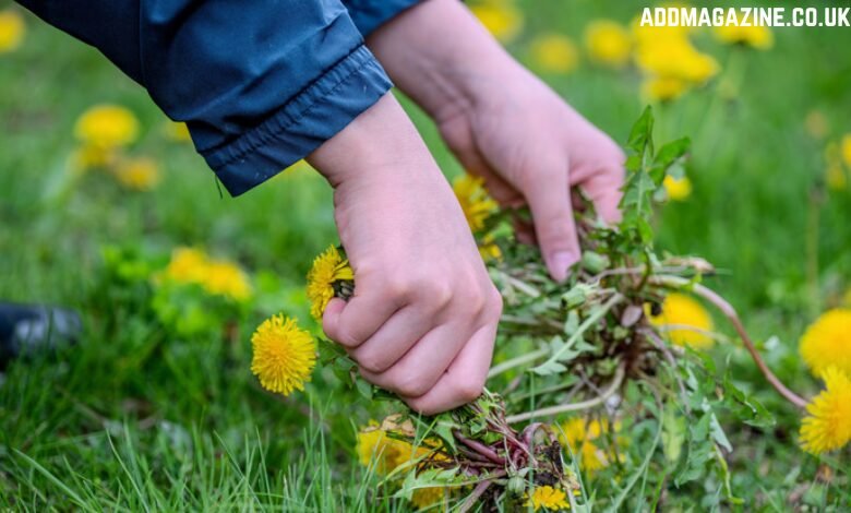 Your Neighbor’s Dandelions Are Your Problem Now