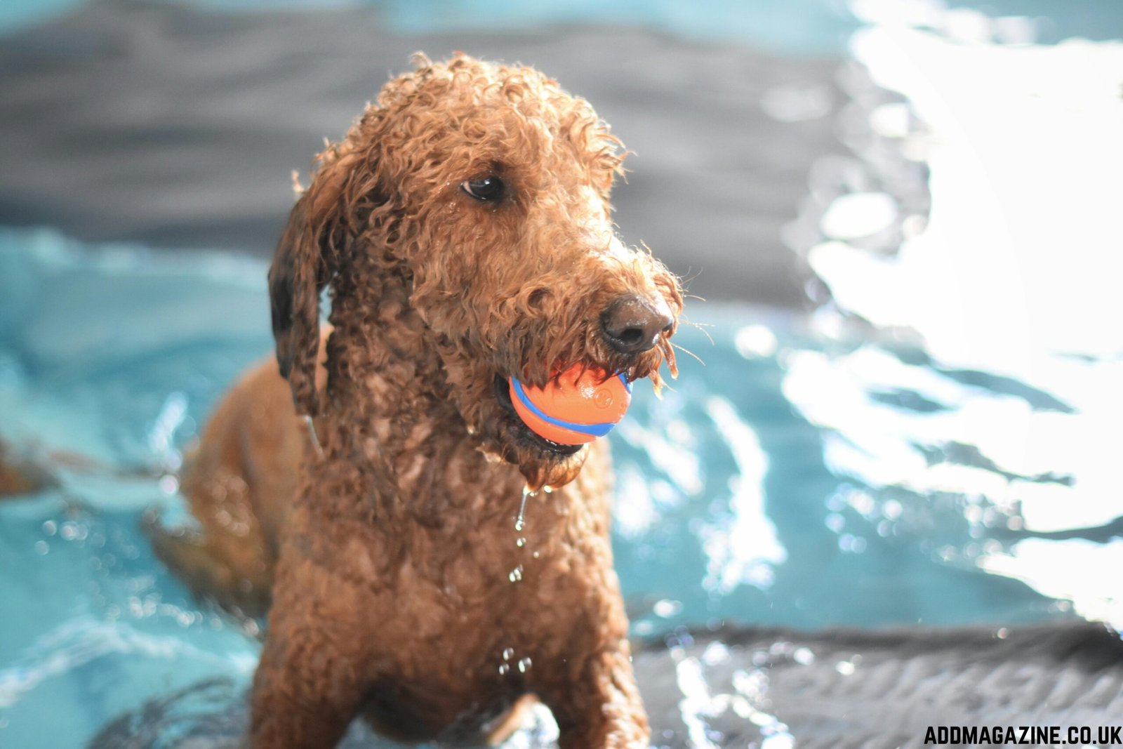 Hydrotherapy Cover in the UK: Which Pet Insurance Actually Pays?