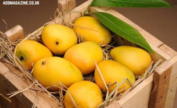 Indian mangoes