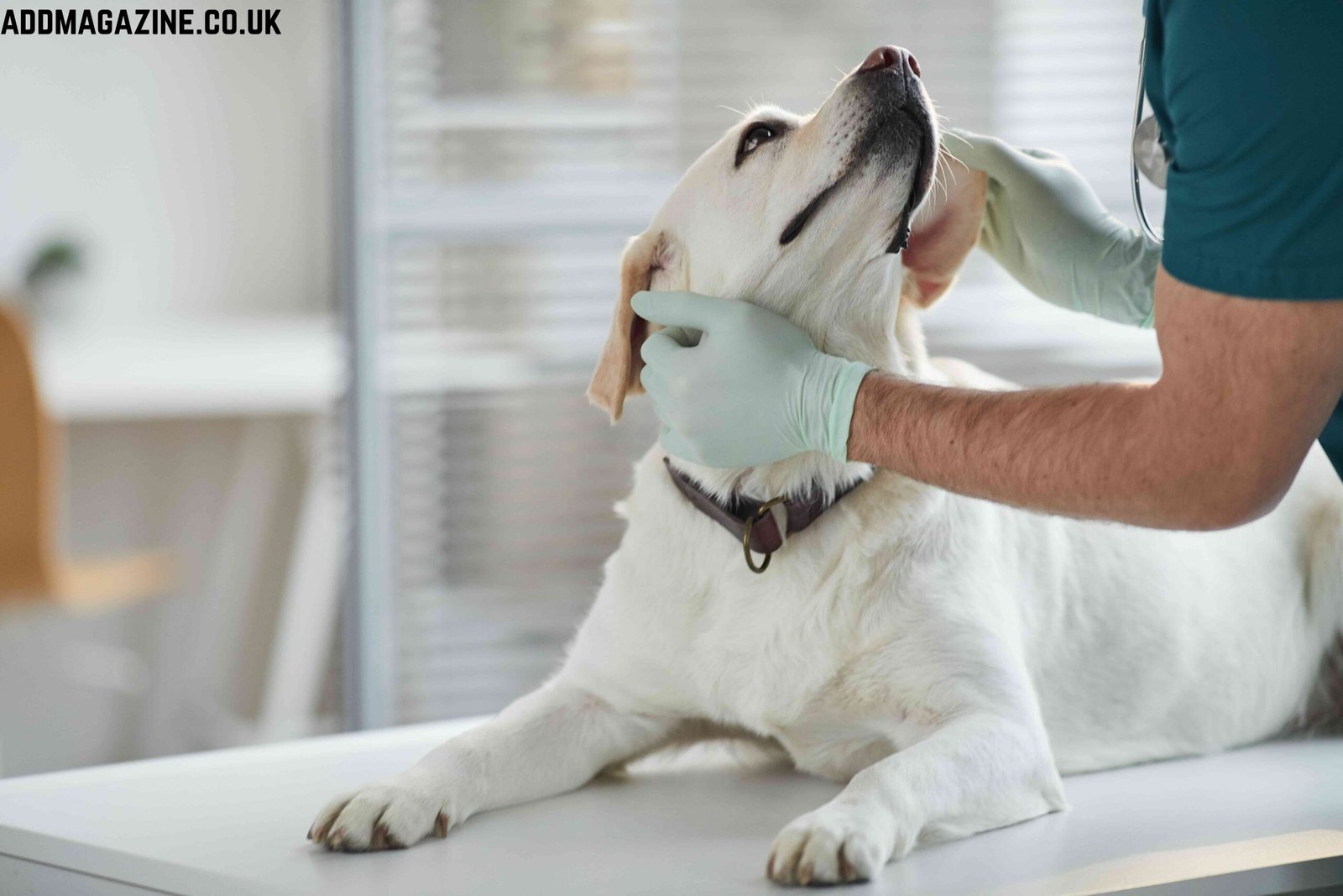 safe pet boarding in Abu Dhabi