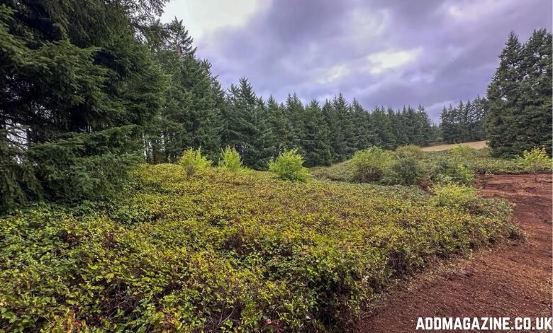 How Professional Field Mowing Helps Maintain and Protect Large Properties