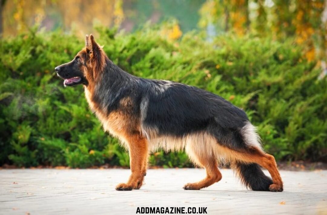 Great North Kennels